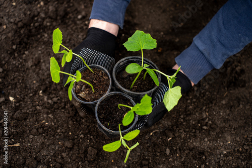 Canvastavla Gardener in gloves holding plastic pots with young cucumber seedlings over dark soil before transplanting in a garden bed