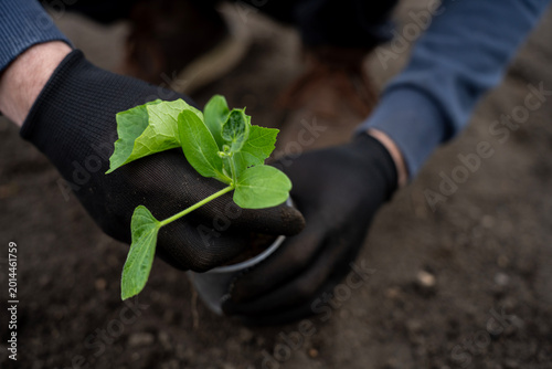 Schilderij op canvas Gardener in gloves planting a young cucumber seedling into dark soil in a garden bed during outdoor transplanting