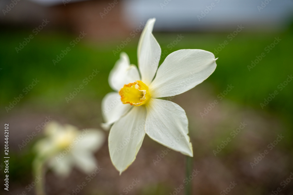 Fototapeta premium White daffodil flower with yellow corona blooming outdoors, with shallow depth of field and blurred garden background.