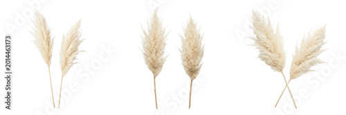 Фотография Set and collection of two stalks of dry pampas grass isolated on white backgroun