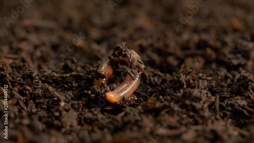 Single earthworm in soil, macro shot, zoom in
