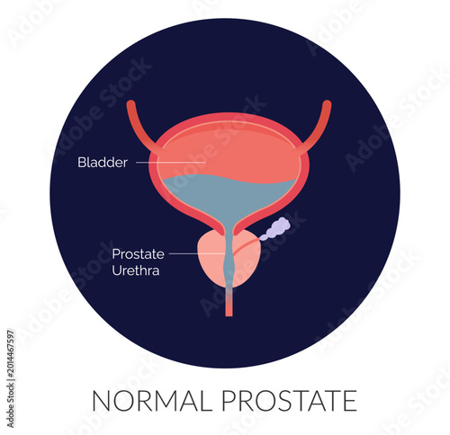 Valokuva Normal Prostate Gland under Bladder - Stock Illustration