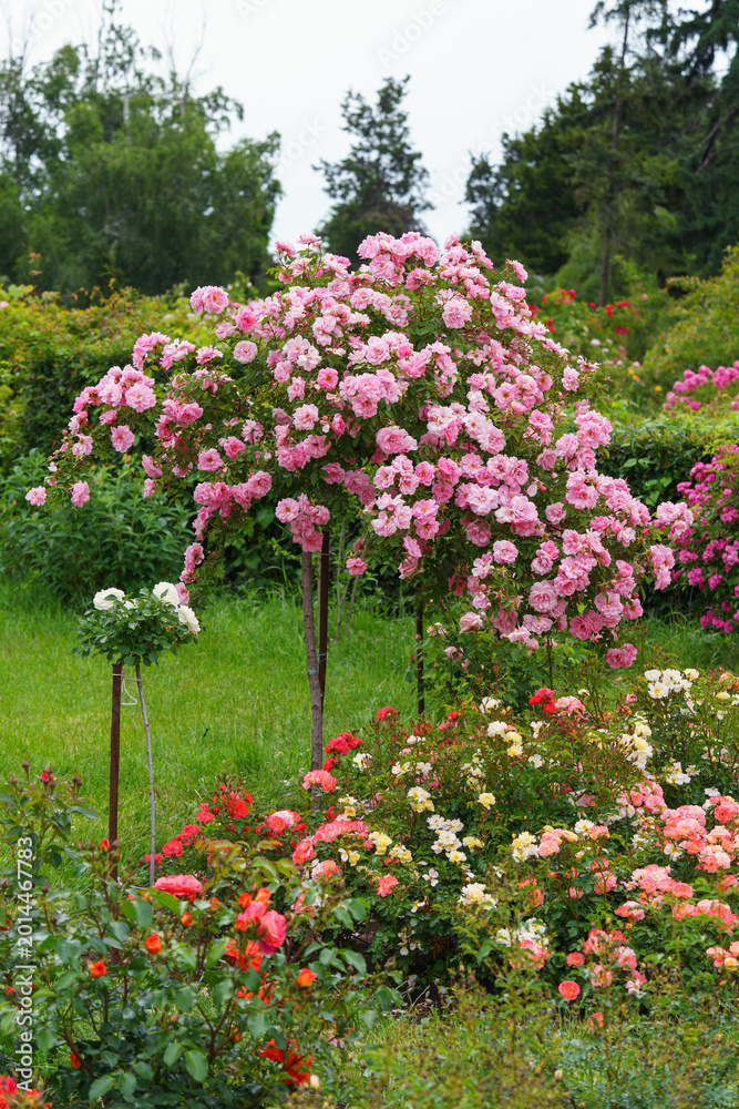 Fototapeta premium Abundant rose bushes covered with vivid pink flowers growing in row along garden path. Dense green foliage and blooming plants in public park or botanical garden on summer background. Plant breeding