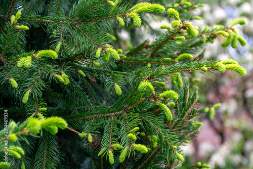 Close-up of spruce branch with bright new growth highlighting spring renewal and vivid green needles