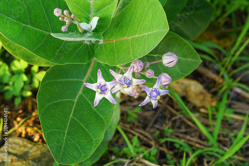 Fotografia Giant calotrope flowers purplish color (Calotropis gigantea)