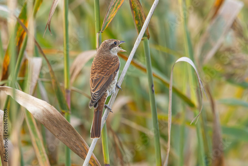 Foto A red-backed shrike on agricultural land in Finland.