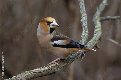 Obraz na płótnie A hawfinch in Finland