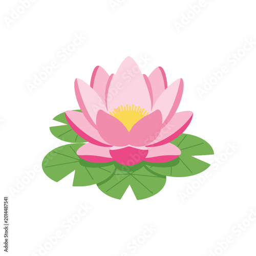 Pink Water Lily Flower on Green Leaves, Isolated on White