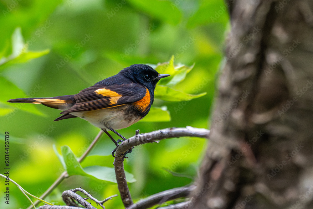 Fototapeta premium Male American redstart perched in a tree.
