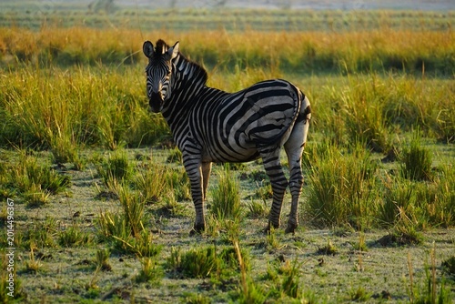 Fotografi Single zebra standing in the grassy plains of Chobe National Park during golden morning light, showcasing the beauty of African wildlife and untouched safari landscapes
