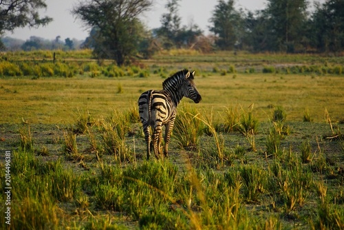 Billede på lærred Single zebra standing in the grassy plains of Chobe National Park during golden morning light, showcasing the beauty of African wildlife and untouched safari landscapes