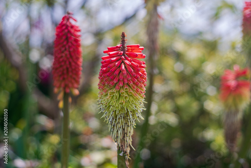 Photos Landscape close-up of Kniphofia hirsuta captured from flower height, featuring vivid red flower spikes and soft green tones in natural light with selective focus