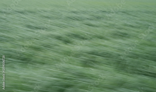 Fotografia Blurred green grass moves quickly in a field