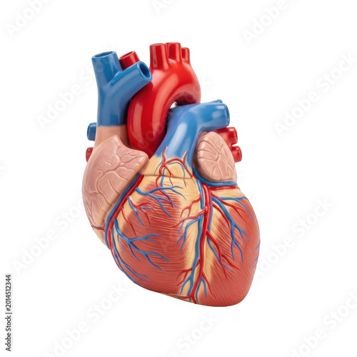 Anatomical model of a human heart with vessels on transparent background