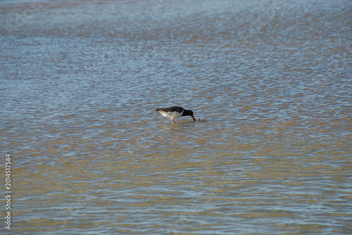 Canvastavla A black-and-white oystercatcher probes shallow tidal water with its bright red bill while wading across a calm mudflat, capturing the quiet mood of coastal wildlife and nature at low tide
