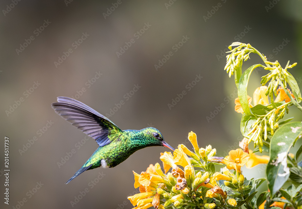 Fototapeta premium Esmeralda Piquiroja - Red-billed Emerald - Chlorostilbon gibsoni (CE)