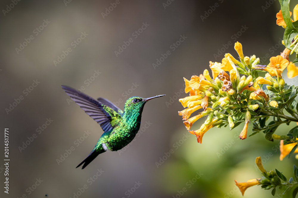 Fototapeta premium Esmeralda Piquiroja - Red-billed Emerald - Chlorostilbon gibsoni (CE)