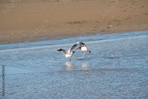 фотографія Two seagulls flutter and interact above shallow surf along a sandy shoreline at