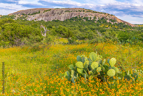 Valokuva Field of yellow wildflowers and prickly pear cactus with Enchanted Rock granite dome in Texas Hill Country