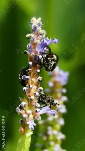 Japanese Beatles on a flower