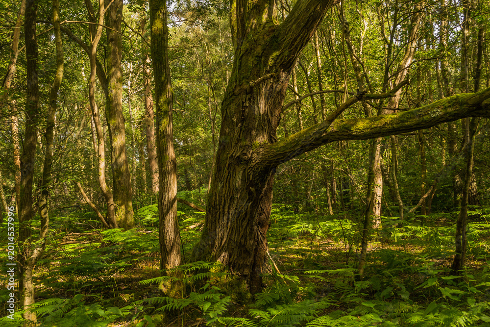Fototapeta premium Ancient woodland scene featuring a magnificent gnarled and twisted old tree with a sweeping moss-covered branch, surrounded by a lush carpet of bright green ferns covering the forest floor