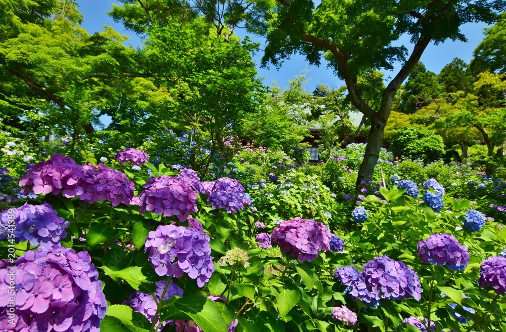 Obraz premium 紫陽花につつまれた長谷山 本土寺