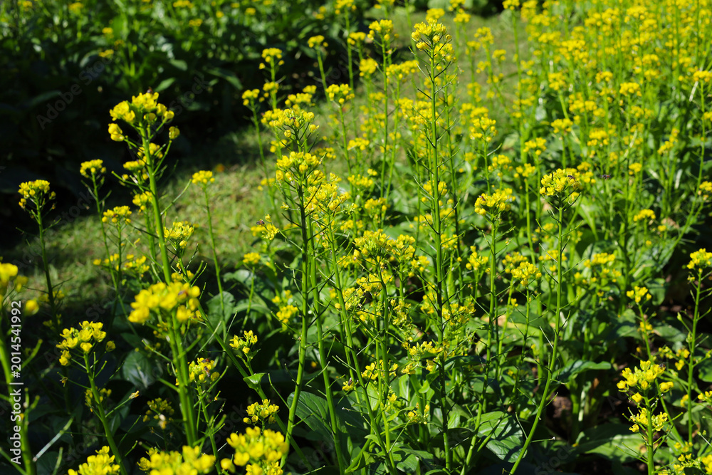 Obraz premium Yellow flowers of Chinese cabbage blooming in a field.