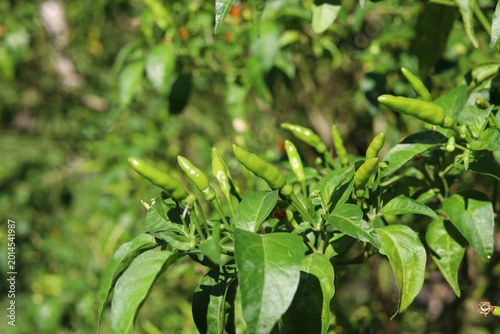 Billede på lærred Green bird's eye chilies on a plant.