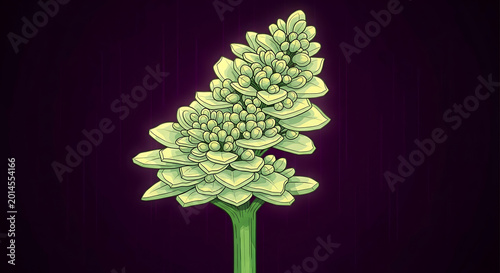 Pale green flower bud cluster with layered petals and dark purple background