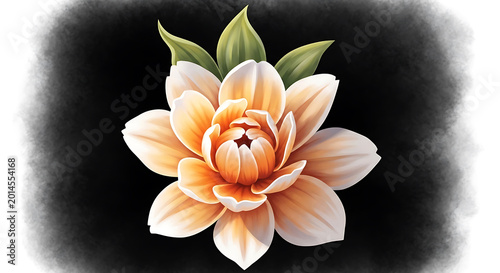 Peach and white flower with green leaves on black background orange
