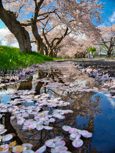 花びらの鏡に春を映して

