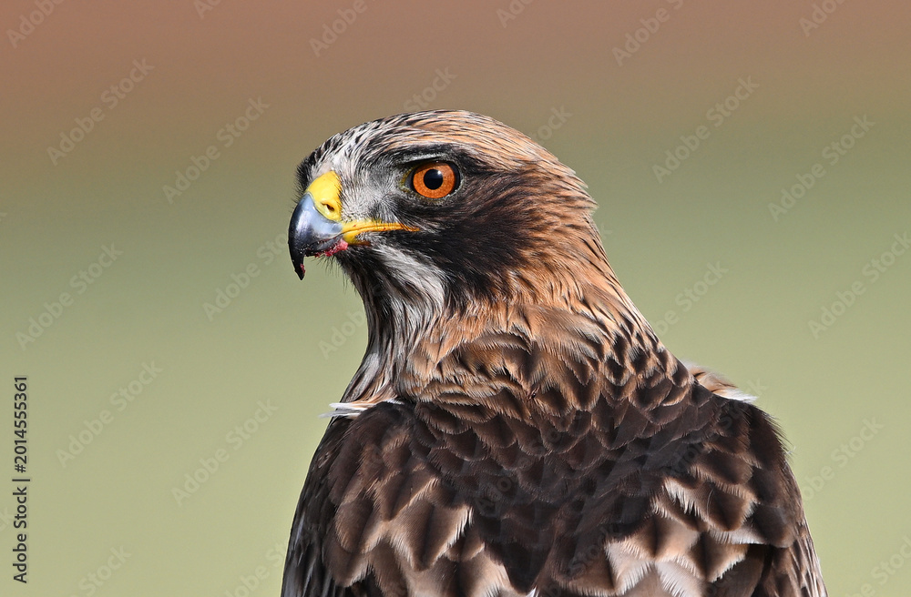 Obraz premium a beautiful booted eagle in freedom