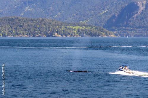 Humpback whale surfacing near a powerboat in the waters of Bowen Island British Columbia Canada