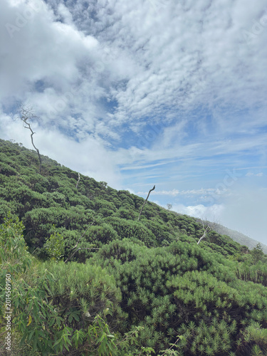 Beautiful edelweis flowers in mount Ciremai, Indonesia