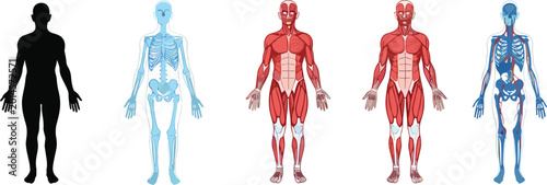 Quadro su tela Human anatomy system illustration set featuring body silhouette skeletal muscula
