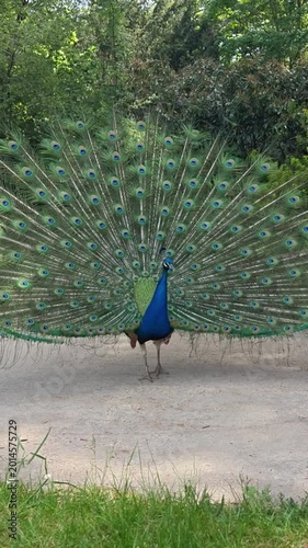 A majestic male indian peacock displaying its vibrant, colorful tail feathers