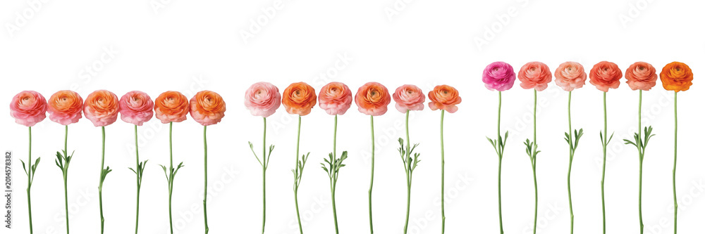Obraz premium Beautiful Ranunculus Flower Collection: Three Sets of Vibrant Pink, Peach, and Orange Buttercup Flowers with Green Stems Isolated on White Background for Floral Design, Spring Decor, Wedding Cards, an