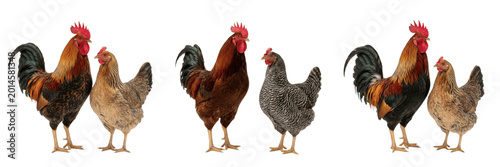Tableau sur toile Rooster and Hen Poultry Pair Isolated Transparent PNG