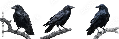 Tableau sur toile Black Crow Bird Perching Isolated PNG Transparent Background Realistic Raven Wil