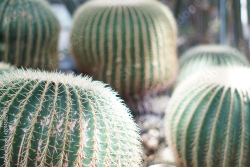 Photos prickly pear cactus