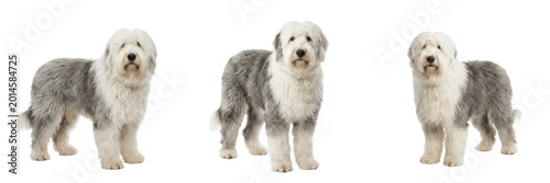 Canvas Print Fluffy Old English Sheepdog Standing Isolated on Transparent Background, Long Hair Dog Pet PNG for Animal Care and Kennel Branding