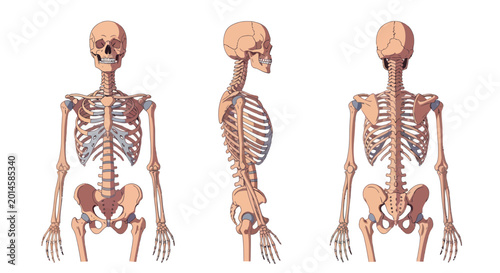 Anatomy: Human Skeleton Front, Side, and Back Views - Medical Illustration