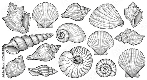 Foto Collection of detailed hand-drawn seashell illustrations in black and white