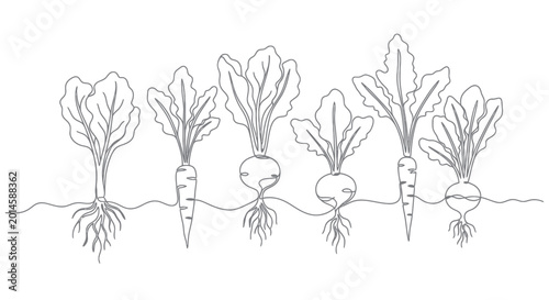 Foto Continuous Line Drawing of Root Vegetables Growing in Soil