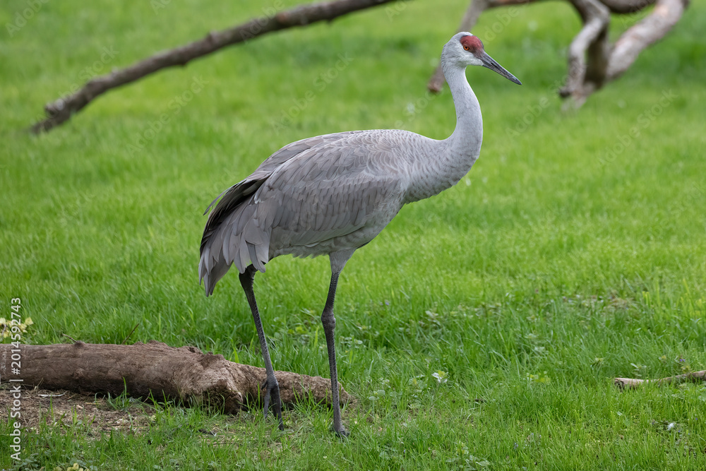 Fototapeta premium Sandhill Crane Antigone Canadensis Standing In Green Grass, Wildlife Photography.
