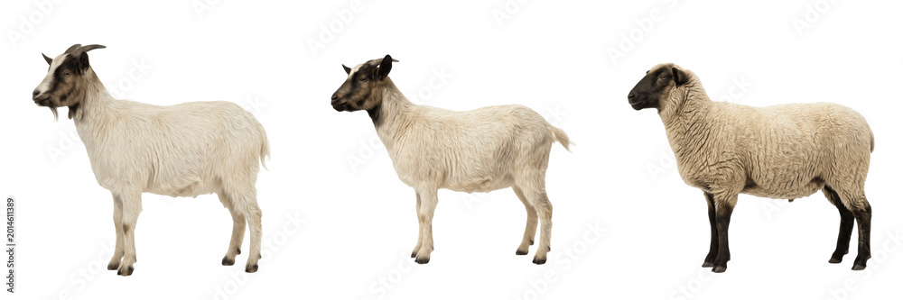 Fototapeta premium Fluffy White Sheep Standing PNG, Woolly Farm Animal, Domestic Livestock Portrait Isolated on Transparent Background for Rural Design.