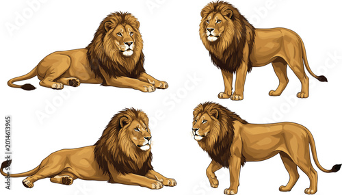 Tableau sur toile Lion vector character sheet featuring four realistic illustrations of a male lion in walking and resting poses