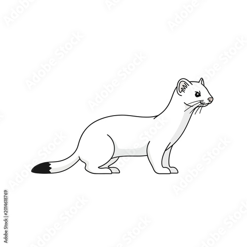 White ermine weasel vector illustration isolated on a white background.