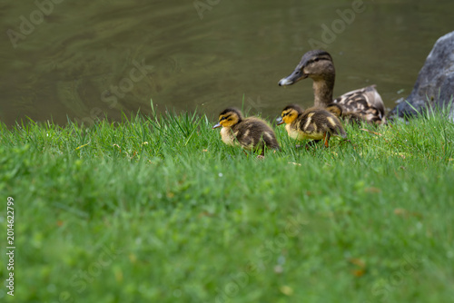 Bild auf Leinwand Happy Mother’s Day, mallard duck family, mother and young babies in grass on the