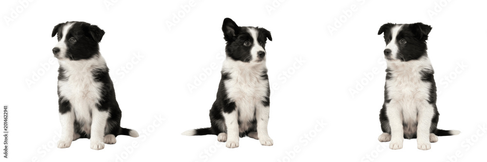 Fototapeta premium Cute Border Collie Puppy Sitting PNG, Black and White Dog, Pedigree Pet Animal on Transparent Background.